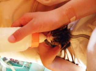 子猫ミルク